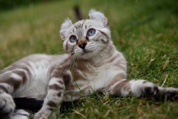 Keetso kitten with a fluffy, semi-long coat and bright eyes, playfully batting at a toy