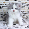 Adorable Ragamuffin kitten with a dense, luxurious coat and a sweet expression, lounging on a cozy blanket