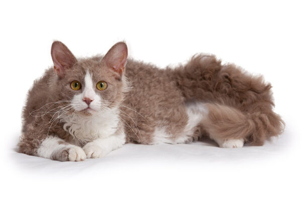 Adorable LaPerm kitten with a wavy, textured coat and bright eyes, lounging comfortably on a cozy blanket