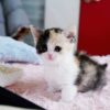 Adorable Munchkin kitten with a soft coat and short legs, lounging comfortably on a cozy blanket