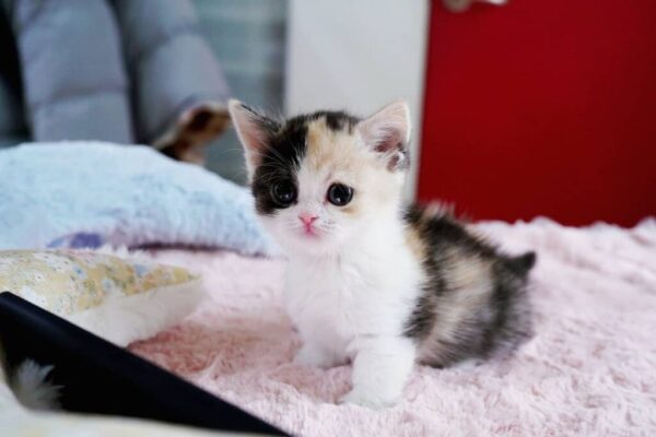 Adorable Munchkin kitten with a soft coat and short legs, lounging comfortably on a cozy blanket