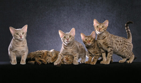 Charming Ocicat kitten with a striking spotted pattern and curious eyes, peeking out from a comfy cat bed