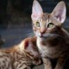 Adorable Ocicat kitten with a distinctive marbled coat and vibrant eyes, lounging comfortably on a cozy blanket