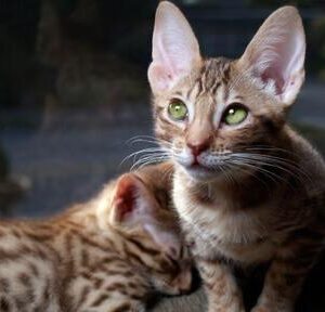 Adorable Ocicat kitten with a distinctive marbled coat and vibrant eyes, lounging comfortably on a cozy blanket