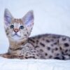 Savannah kitten with a sleek, spotted coat and large ears, playfully exploring a colorful toy with bright eyes