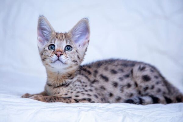 Savannah kitten with a sleek, spotted coat and large ears, playfully exploring a colorful toy with bright eyes