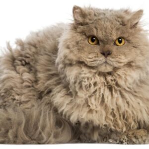 Charming Selkirk Rex kitten with a soft, curly coat and expressive eyes, curiously peeking from a comfy cat bed