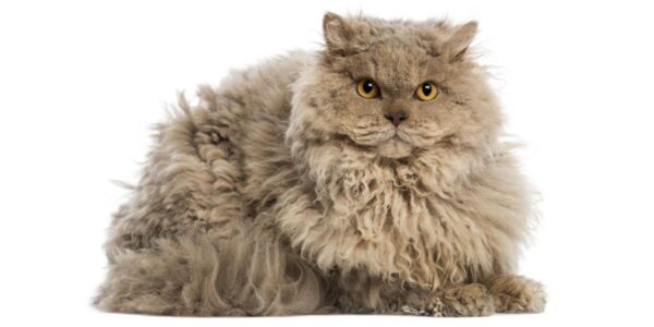 Charming Selkirk Rex kitten with a soft, curly coat and expressive eyes, curiously peeking from a comfy cat bed