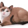 Snowshoe kitten with a sleek, white coat and distinctive dark points on ears, face, and paws, playfully exploring a toy