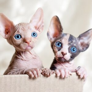 Sphynx kitten with a smooth, hairless coat and playful demeanor, showing off its large ears and bright, curious eyes