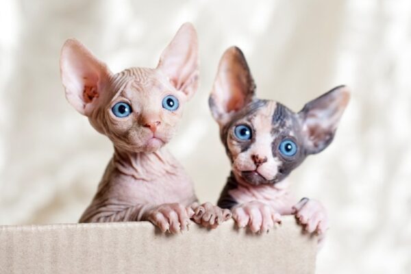 Sphynx kitten with a smooth, hairless coat and playful demeanor, showing off its large ears and bright, curious eyes