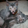 Lykoi kitten with a distinctive, partially hairless coat and striking eyes, playfully exploring a soft toy