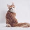 Turkish Angora kitten with a long, silky white coat and bright blue eyes, playfully exploring a soft toy