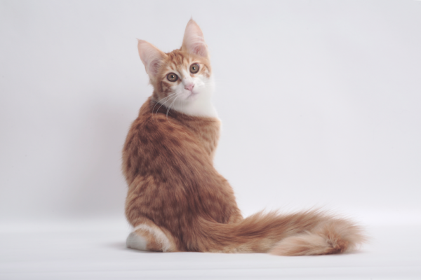 Turkish Angora kitten with a long, silky white coat and bright blue eyes, playfully exploring a soft toy