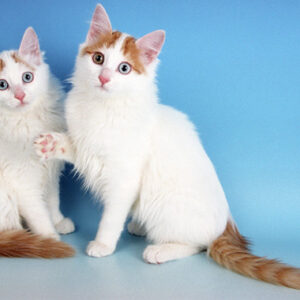 Adorable Turkish Van kitten with a sleek, mostly white coat and colored patches, lounging comfortably on a cozy blanket