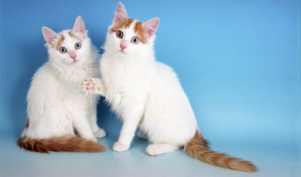 Adorable Turkish Van kitten with a sleek, mostly white coat and colored patches, lounging comfortably on a cozy blanket