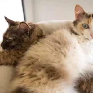 Charming LaPerm kitten with a fluffy, curly coat and curious eyes, peeking from a plush cat bed