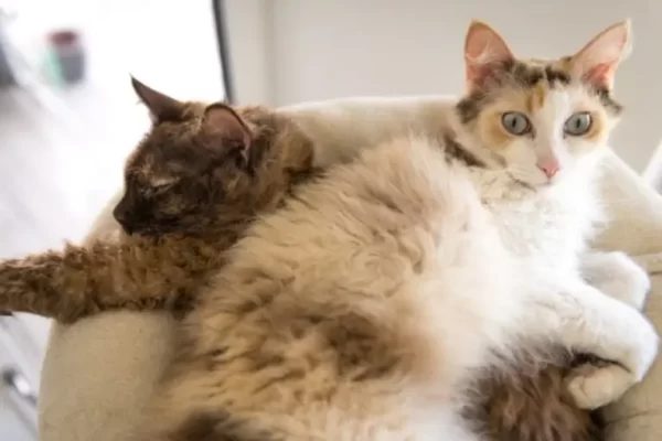 Charming LaPerm kitten with a fluffy, curly coat and curious eyes, peeking from a plush cat bed