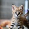 Adorable Savannah kitten with a distinctive spotted pattern and elegant stance, lounging on a soft blanket