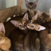 Adorable Abyssinian kitten with a warm, ruddy coat and curious eyes, lounging comfortably on a soft blanket