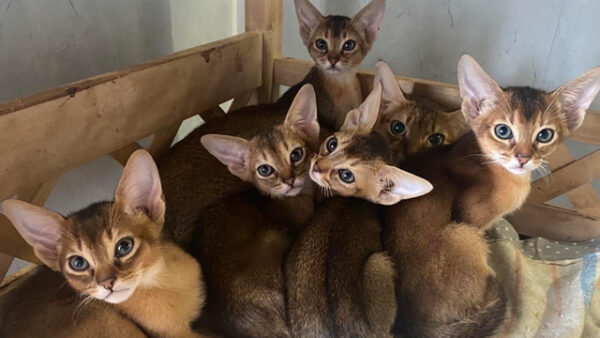 Adorable Abyssinian kitten with a warm, ruddy coat and curious eyes, lounging comfortably on a soft blanket