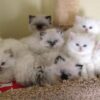 Adorable Himalayan kitten with a dense, light-colored coat and striking blue eyes, lounging on a soft blanket