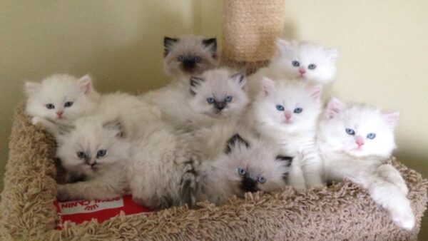 Adorable Himalayan kitten with a dense, light-colored coat and striking blue eyes, lounging on a soft blanket