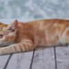 Adorable American Bobtail kitten with a thick, soft coat and distinctive bobtail, lounging on a cozy blanket