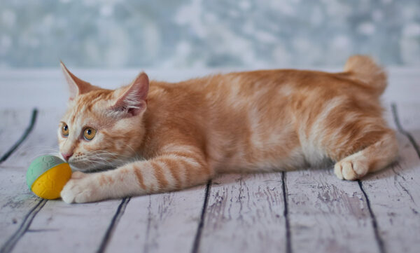 Adorable American Bobtail kitten with a thick, soft coat and distinctive bobtail, lounging on a cozy blanket