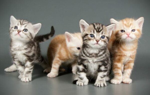 American Shorthair kitten with a classic tabby coat and round, expressive eyes, playfully batting at a toy