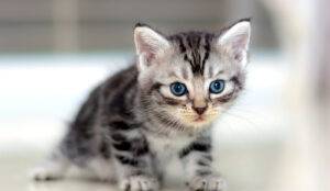 Charming American Shorthair kitten with a smooth, striped coat and bright eyes, curiously exploring a cozy cat bed