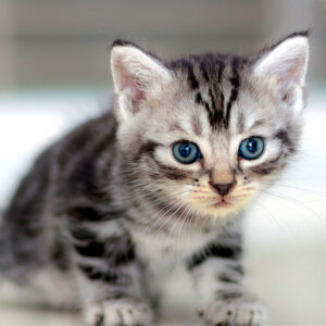 Charming American Shorthair kitten with a smooth, striped coat and bright eyes, curiously exploring a cozy cat bed