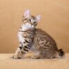 Charming American Bobtail kitten with a plush coat and unique stubby tail, curiously exploring its surroundings