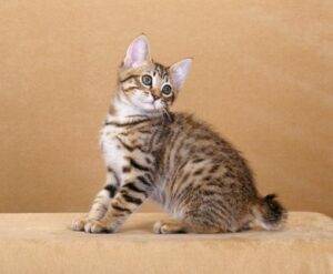 Charming American Bobtail kitten with a plush coat and unique stubby tail, curiously exploring its surroundings