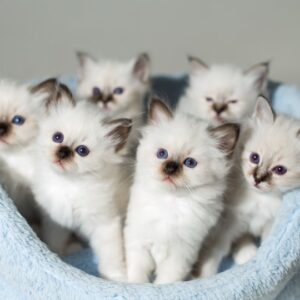 Adorable Birman kitten with a fluffy coat and distinctive dark points on its ears, face, paws, and tail, lounging on a soft blanket