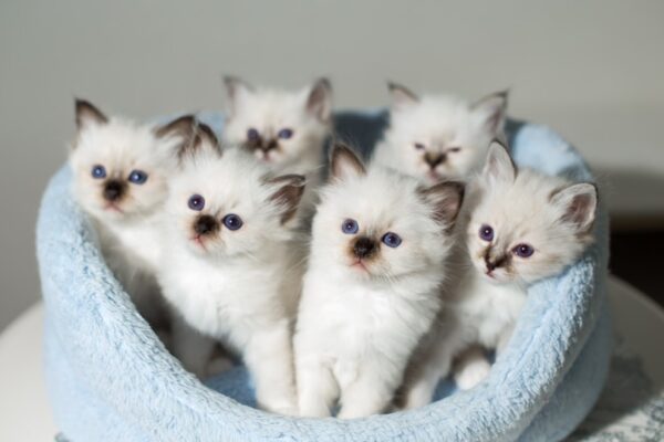 Adorable Birman kitten with a fluffy coat and distinctive dark points on its ears, face, paws, and tail, lounging on a soft blanket