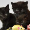 Bombay kitten with a sleek black coat and copper eyes, looking playful and curious.