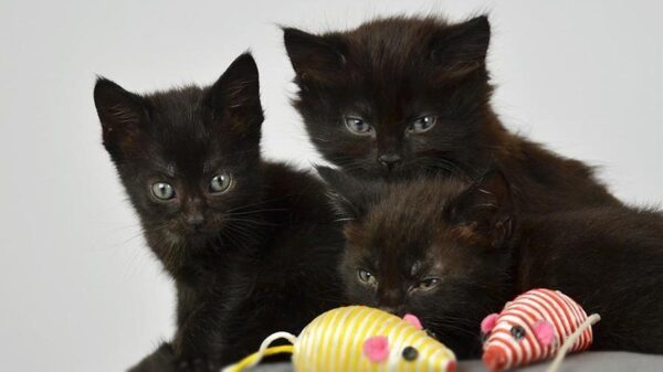 Bombay kitten with a sleek black coat and copper eyes, looking playful and curious.