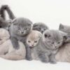 British Shorthair kitten with a round face and plush gray coat, sitting playfully on a soft blanket