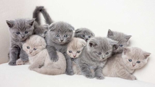 British Shorthair kitten with a round face and plush gray coat, sitting playfully on a soft blanket