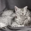 Adorable Egyptian Mau kitten with a distinctive bronze spotted coat and bright, expressive eyes, lounging on a cozy blanket