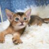 Abyssinian kitten with a sleek, tawny coat and bright, almond-shaped eyes, playfully exploring a toy