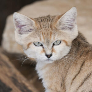 Charming Arabian Mau kitten with a distinctive short coat and vibrant green eyes, curiously exploring its surroundings