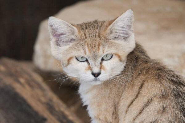 Charming Arabian Mau kitten with a distinctive short coat and vibrant green eyes, curiously exploring its surroundings