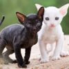 Cornish Rex kitten with a curly, cream-colored coat and large, expressive eyes, playfully exploring a colorful toy