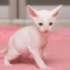 harming Cornish Rex kitten with a sleek, curly coat and big ears, snuggling in a plush cat bed