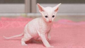 harming Cornish Rex kitten with a sleek, curly coat and big ears, snuggling in a plush cat bed