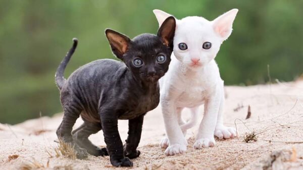 Cornish Rex kitten with a curly, cream-colored coat and large, expressive eyes, playfully exploring a colorful toy