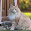 Charming Norwegian kitten with a thick, silky coat and expressive eyes, curiously peeking from a soft cat bed