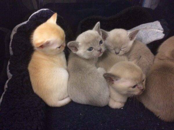 Adorable Burmese kitten with a smooth, chocolate-colored coat and bright, expressive eyes, sitting on a soft cushion